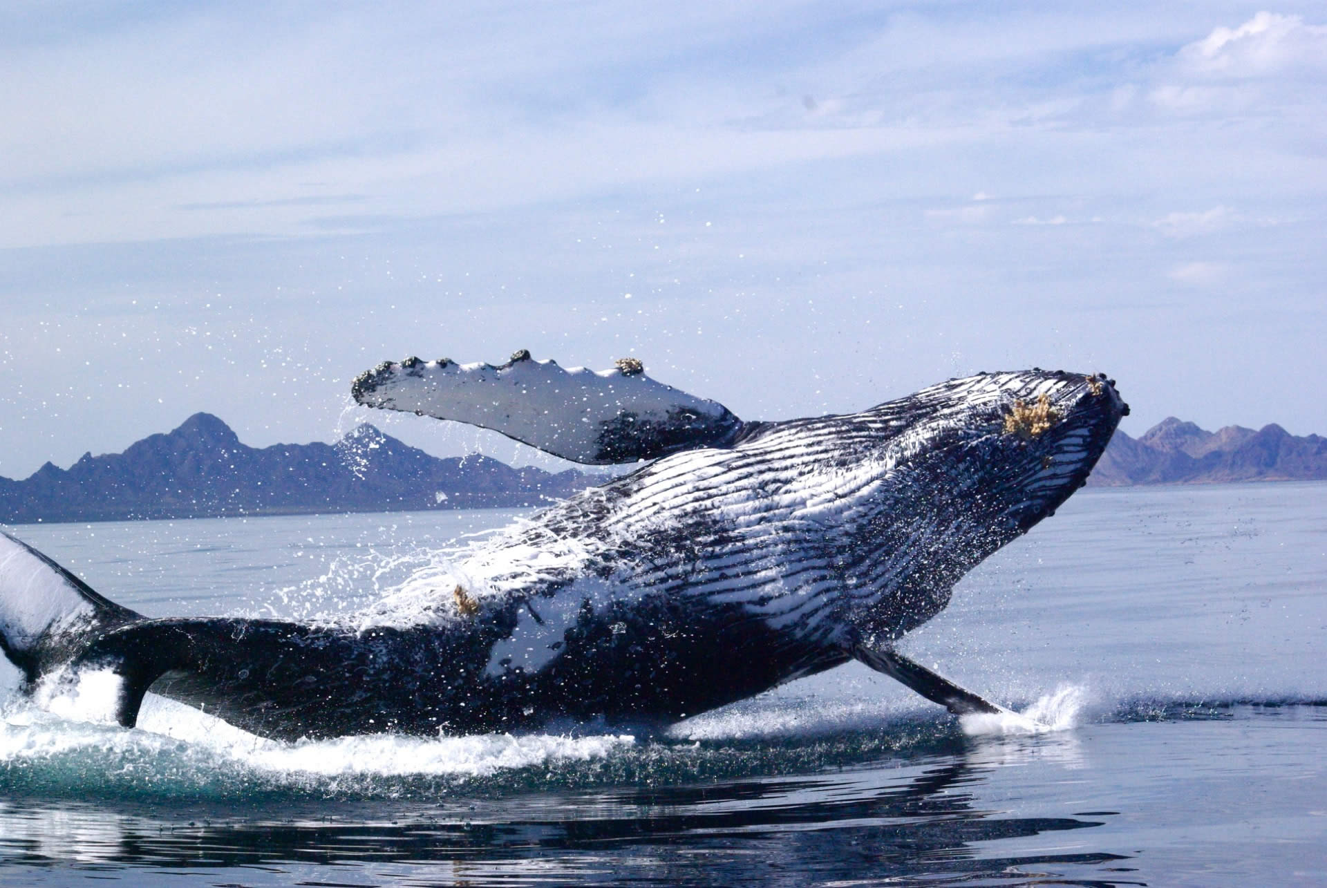 Baja Mexico, Gulf of California, Humpback Breech Nature's Council - We consult with Nature on which projects to accept