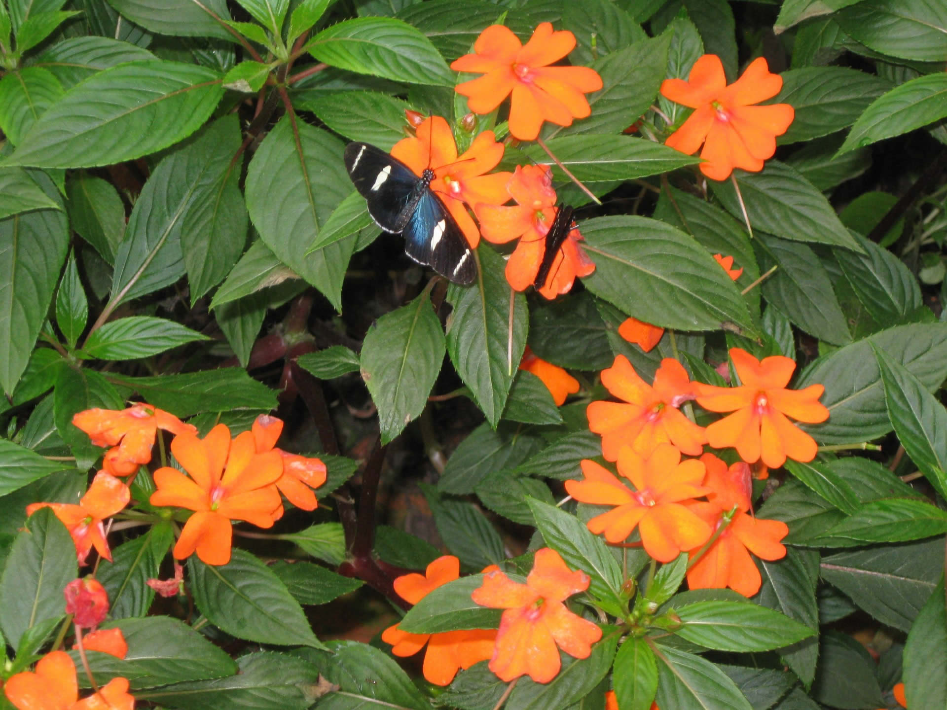 Butterfly Garden, Ecuador We are an advisory council to organisations, groups and individuals who want to seek counsel from Nature